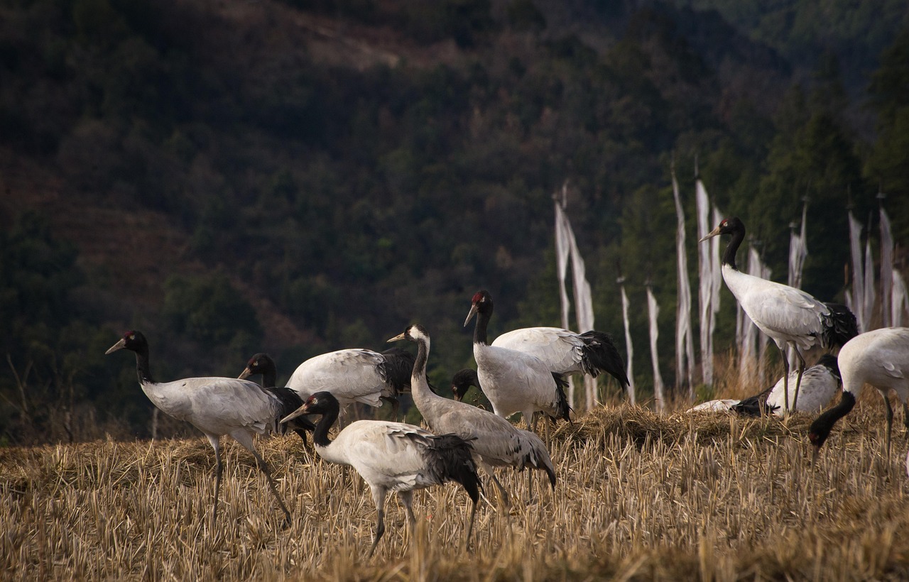 common-cranes-6922803_1280